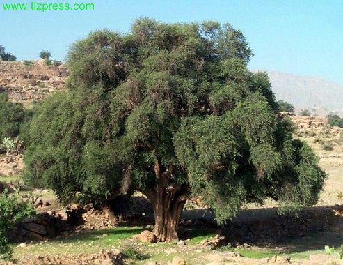 حكم قضائي فرنسي لصالح المغرب بخصوص “أركانARGAN “ حكم قضائي فرنسي لصالح المغرب بخصوص “أركانARGAN “